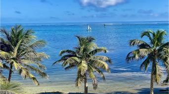 sailboats on the ocean above palm trees