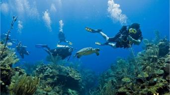 Scuba divers under water with a turtle